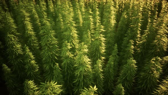 Field of Green Medial Cannabis