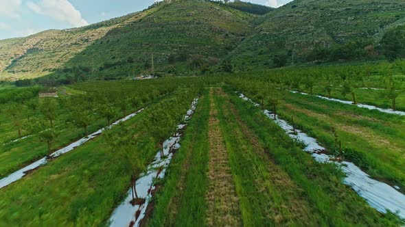 Aerial footage of almond plantation in north Israel