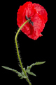 Red flower of poppy, lat. Papaver, isolated on black background - PhotoDune Item for Sale