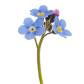 Blue flower of forget-me-not, lat. Myosotis arvensis, closeup, isolated on white background - PhotoDune Item for Sale