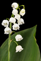 White flower of lily of the valley, lat. Convallaria majalis, isolated on black  background - PhotoDune Item for Sale