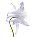 Soft blue flower of aquilegia, blossom of catchment closeup, isolated on white background - PhotoDune Item for Sale