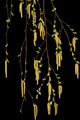 Young sprigs of birch with leaves and earrings, on black background - PhotoDune Item for Sale