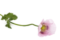 Flower of rose poppy, lat. Papaver, isolated on white background - PhotoDune Item for Sale