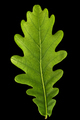 Young leaf of oak, isolated on black background - PhotoDune Item for Sale