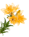 Yellow-orange lily flower, isolated on white background - PhotoDune Item for Sale