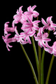 Bouquet of pink flowers of hyacinth, isolated on black background - PhotoDune Item for Sale