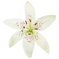 White flower of lily, isolated on white background - PhotoDune Item for Sale