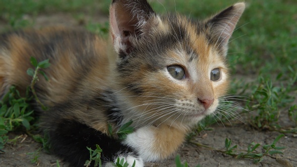 Little cute tricolor kitten lying closeup