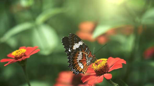 Black and Orange Butterfly Flying Away From Pink Flower After Feeding. Slow Motion Shot