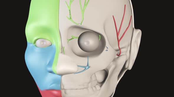head and face 3d anatomy