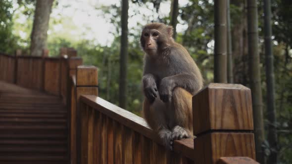 Monkey sitting on fence