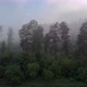 Forest in dense fog - VideoHive Item for Sale