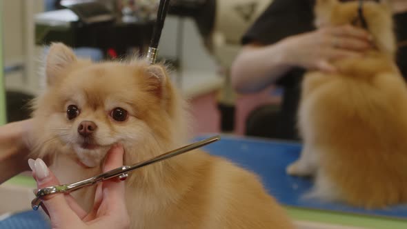 The Girl Cuts the Ears of Spitz and Gives Them a Certain Shape  Closeup