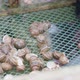 Collecting snails from snail farm to be prepared as delicious meal - VideoHive Item for Sale