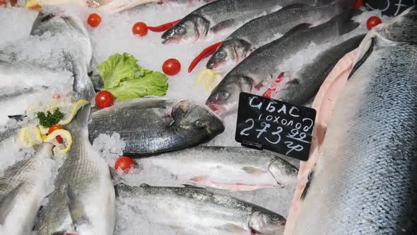 Lot of Fresh Sea Bass Fish Lies on Ice in a Supermarket Showcase Frozen Seafood