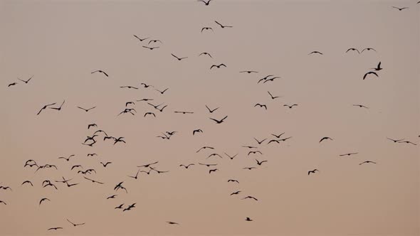 Group of Cormorants flying over the Camargue in France