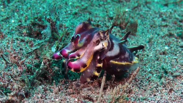 Flamboyant cuttlefish walking over sand displaying bright colors running over it's back