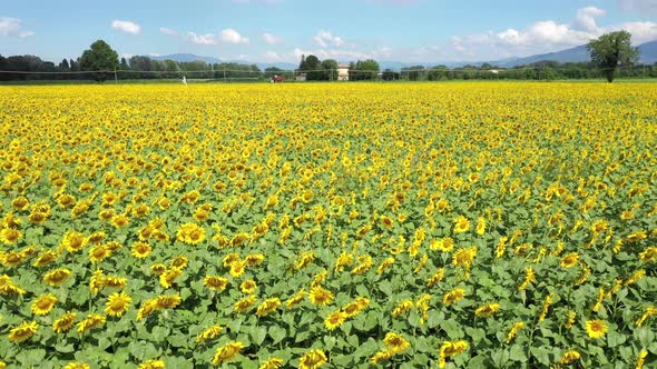 Aerial view of sunflowers fields in the countryside