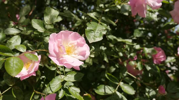 Colorful Rosa plant petals and sepals shallow DOF  4K 2160p 30fps UltraHD footage - Decorative climb