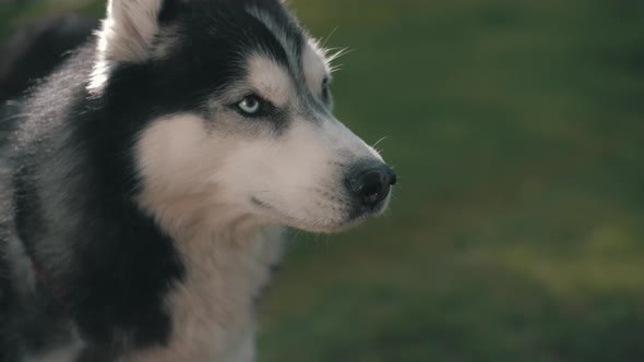 Husky dog lying on the green grass.