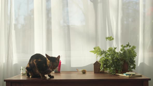 Bengal Cat Sitting on Table with Flowers