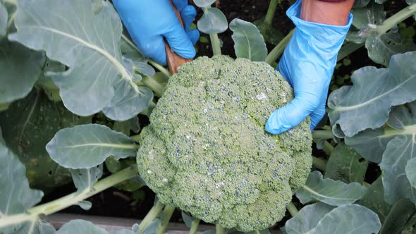 A Female Gardener is Harvesting Broccoli Cabbage