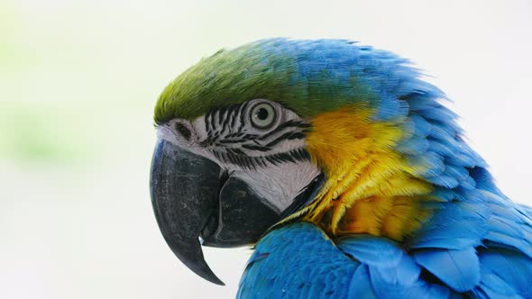 Slow motion macro of multicolored Ara Ararauna Parrot against bright sunlight