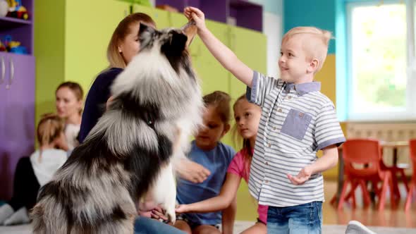 Children playing with dog during therapy in the preschool 