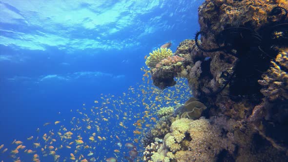 Coral Garden Orange Blue Green Fish