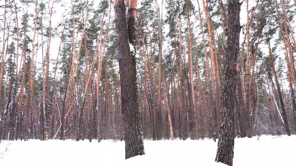 Walk In The Snowy Coniferous Forest In Winter, A Lot Of Snow