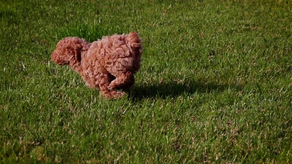 Cute poodle puppy playing in slow motion