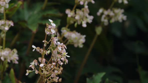 Forest White Flowers Macro 17