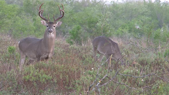 whitetail deer in the wild