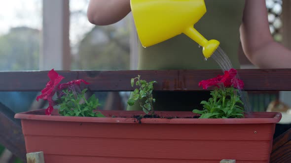 Close Up Female Gardener Watering Blooming Petunias in Outdoor Flower Bed