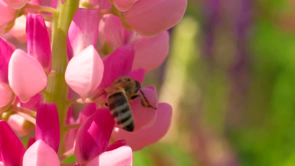 Bee Collects Nectar From Flowers