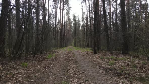 Aerial View of the Road Inside the Forest