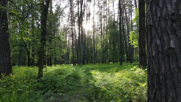 Summer Forest with Pine Trees Slow Motion