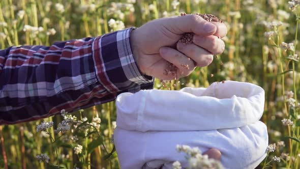 An agronomist in a buckwheat field with a bag of buckwheat in his hands.