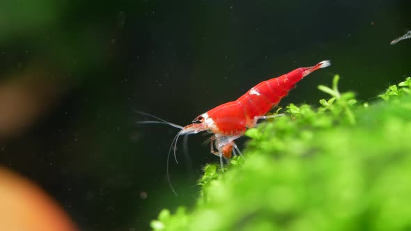 Santa crystal red dwarf shrimp stay on green grass and clean its legs in fresh water aquarium tank