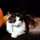 A Maine Coon Cat in a Black Witch Hat is Lying Next to a Pumpkin - VideoHive Item for Sale