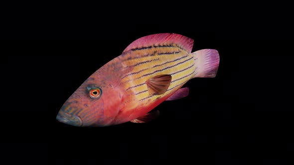 Red Banded Fish View From Front Side