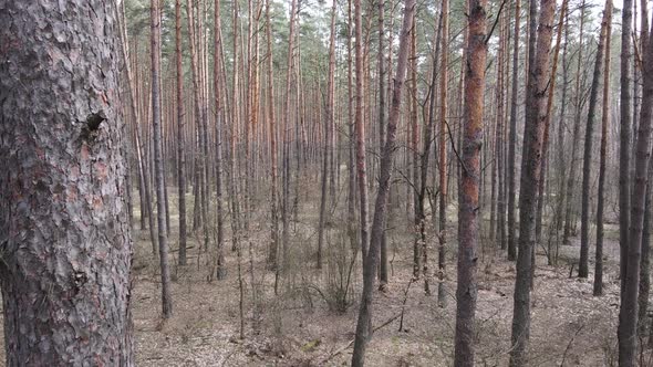 Trees in a Pine Forest During the Day Aerial View