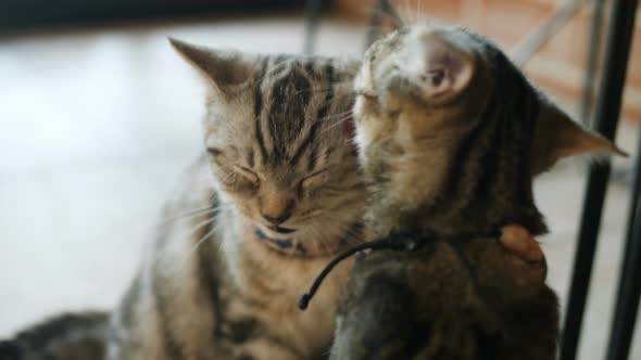 Lovely tabby cats licking each other.