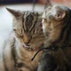 Lovely tabby cats licking each other. - VideoHive Item for Sale