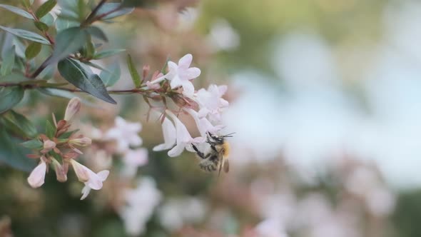 Hairy English Bumblebee drinking nectar pollenating beautiful white flowers Linnaea grandiflora side