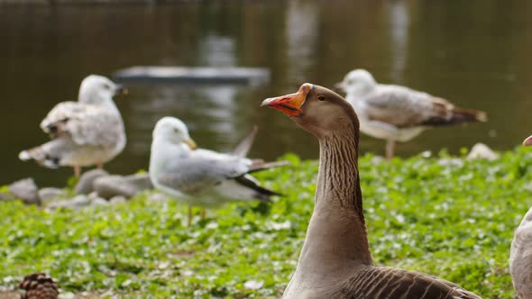 Greylag Goose In Nature 2