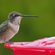 Hummingbird drinking from bird feeder in slow motion - VideoHive Item for Sale
