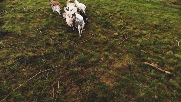 AERIAL: Panning Shot of a Flock of Goats Running Away Towards Farmland Outskirts