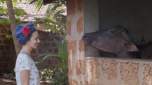 Attractive Girl Feeding Cow with Watermelon Peel Outside on Asian Tropical Background. Side View of